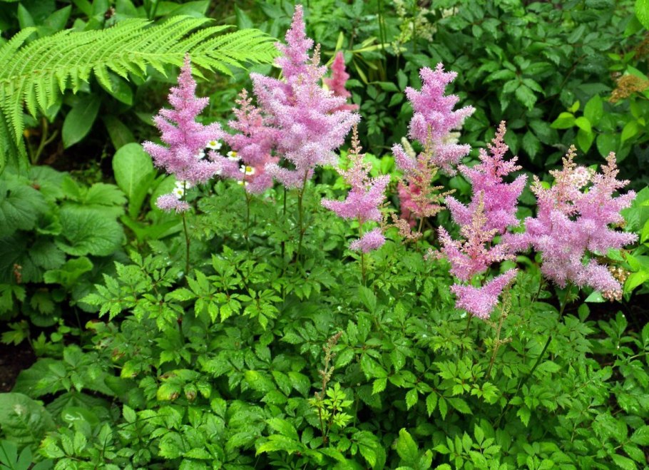 Астильба мать Тереза