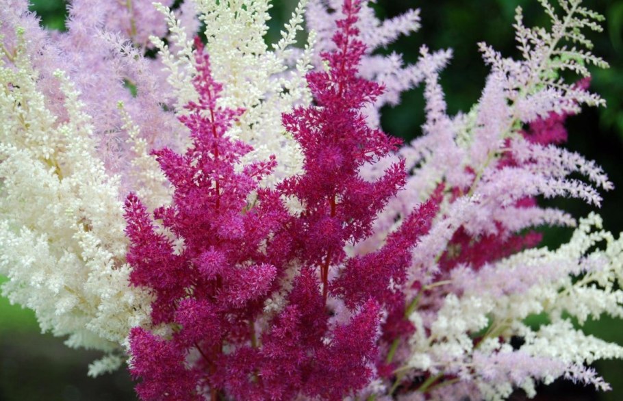 Астильба Арендса Fanal