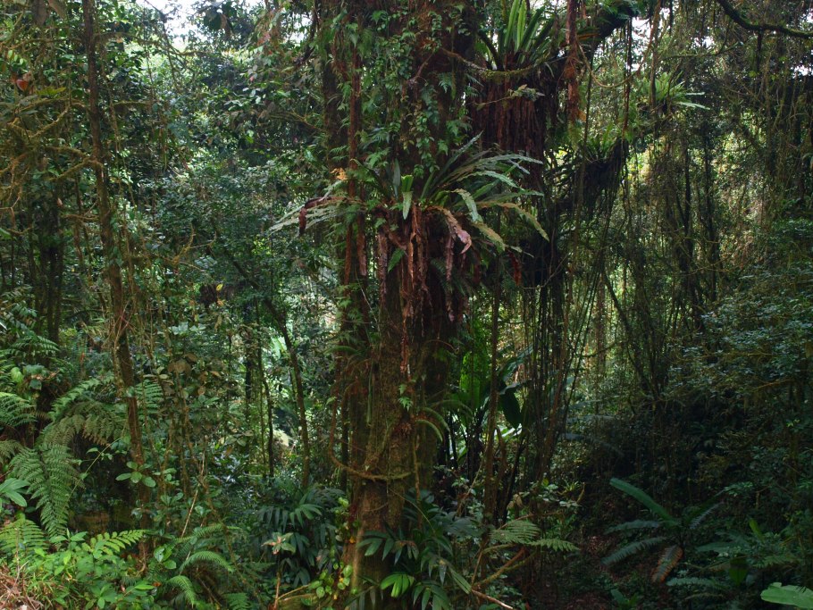 Папоротники Экваториальная Африка