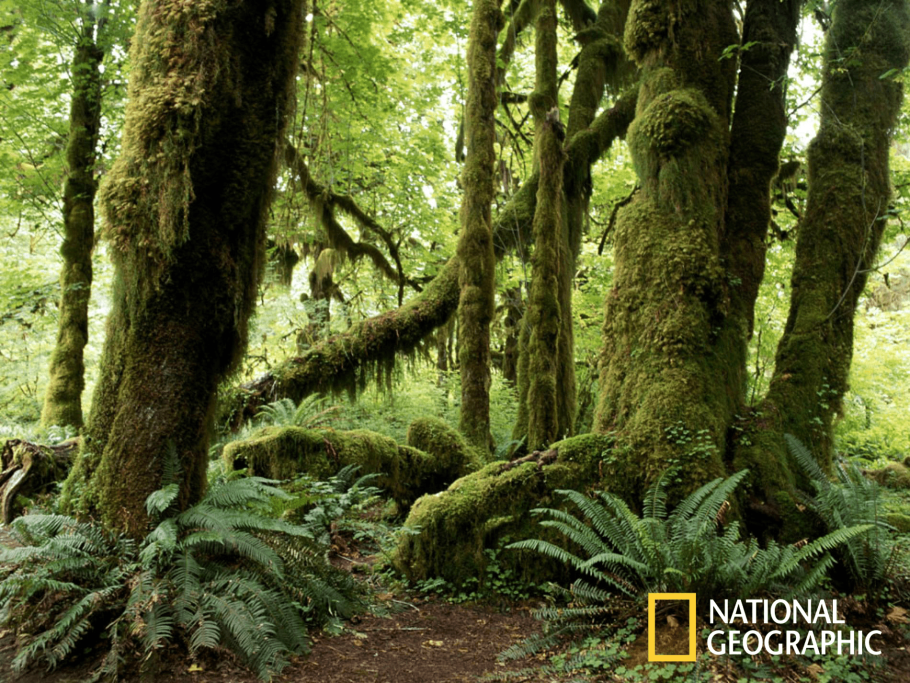 Флора гилеи в Африке