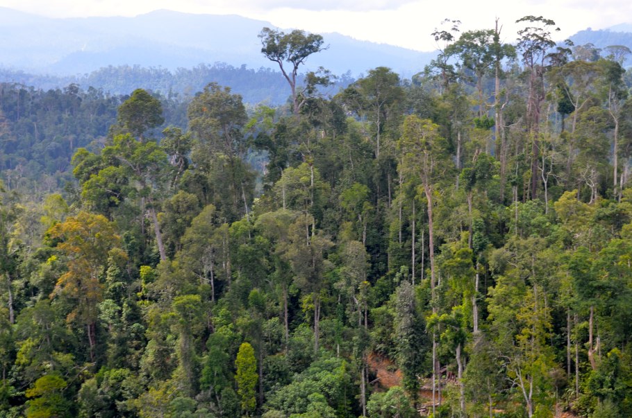 Калимантан лес