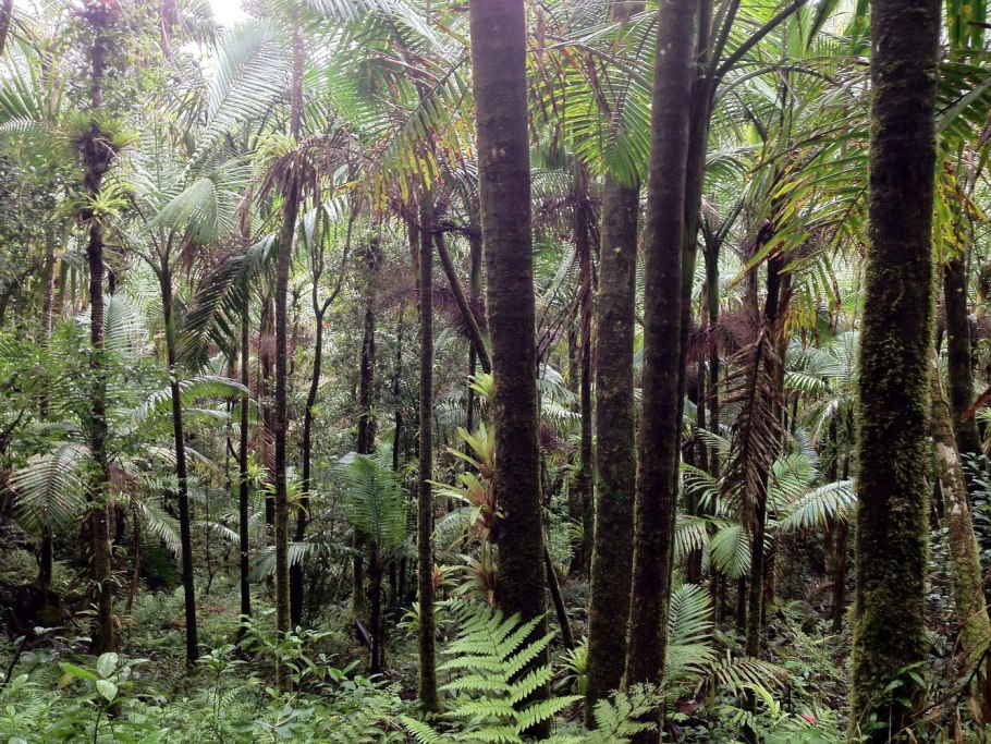 Влажные вечнозелёные тропические леса Бали