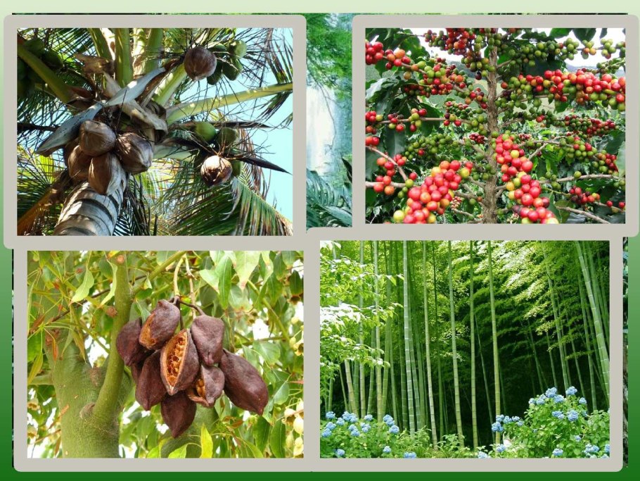 Растения влажных экваториальных лесов Африки