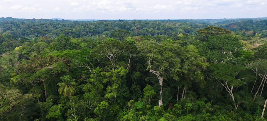 Тропические леса Камеруна