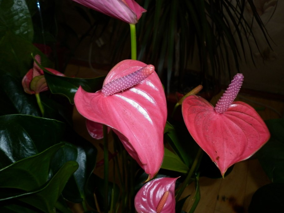 Антуриум Фламинго Плант