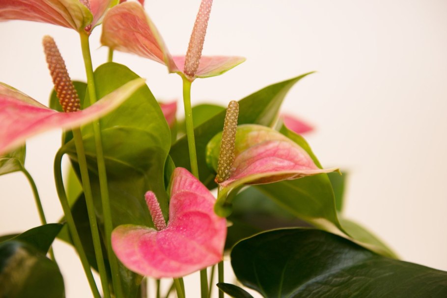 Антуриум Anthedesia Pink