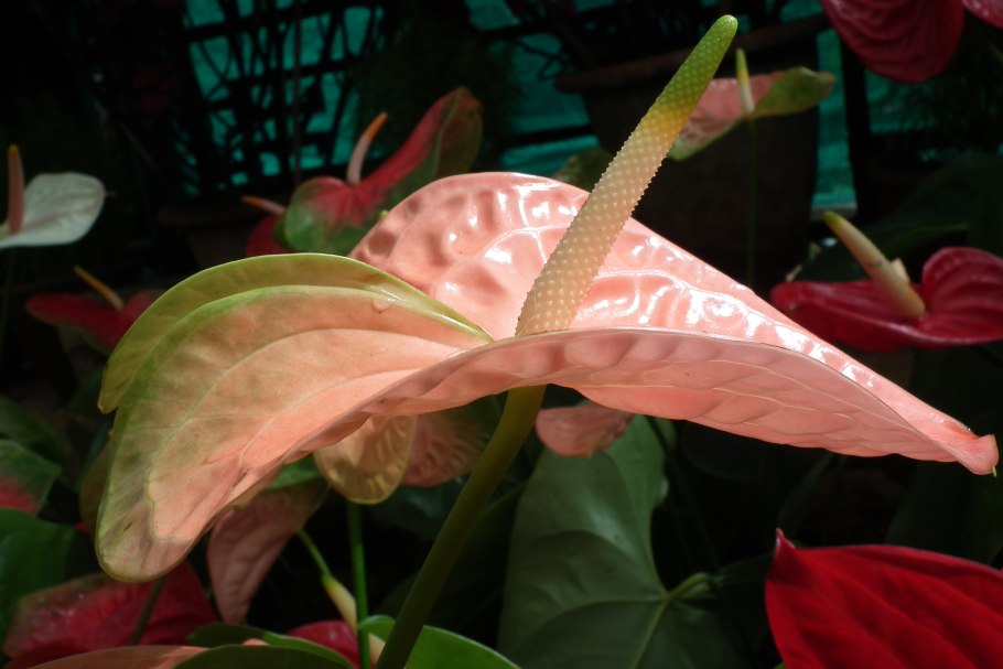 Антуриум Sweet Dream