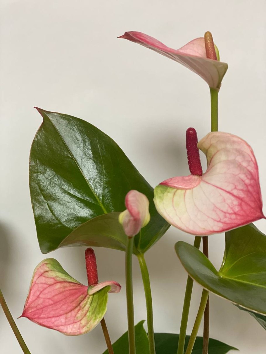 Антуриум Андре Туренза