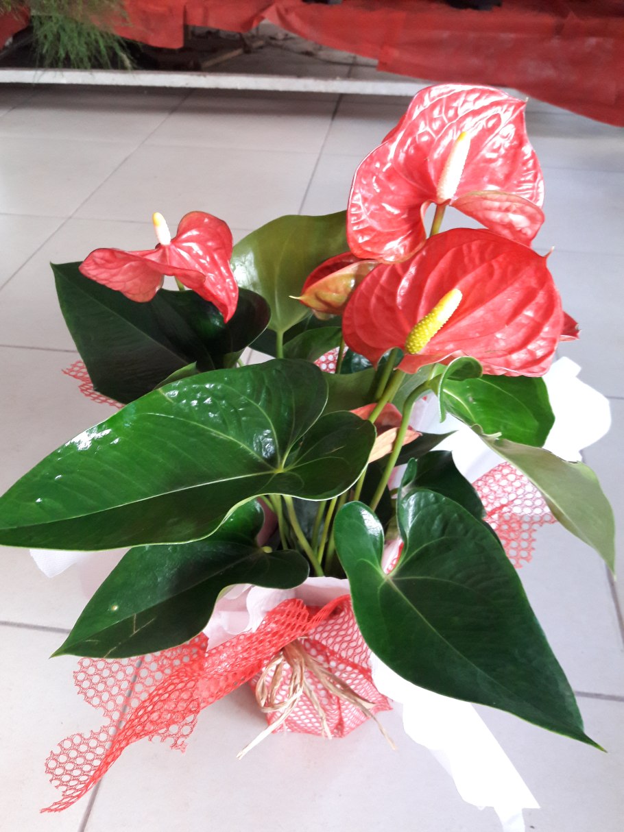 Антуриум андре кавалли