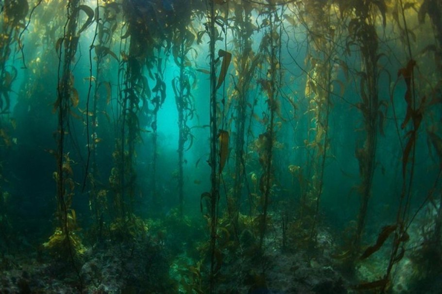 Подводный "лес"(Kelp Forest)