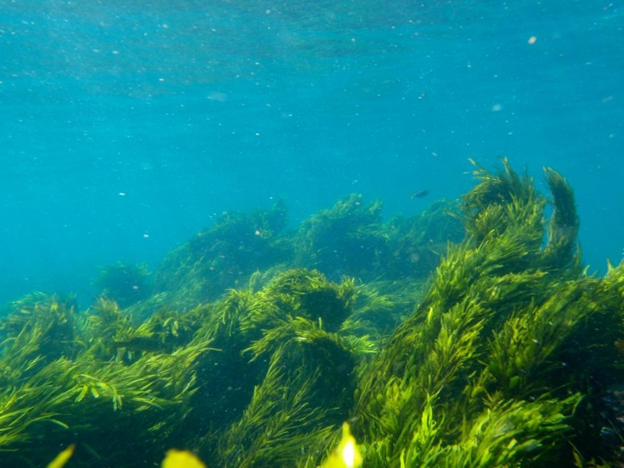 Фитобентос водоросли