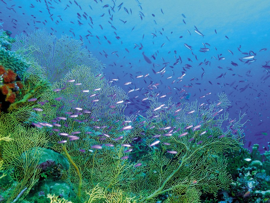 Флора Средиземного моря