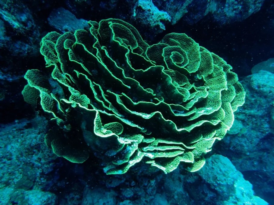 Одноклеточные ксенофиофоры