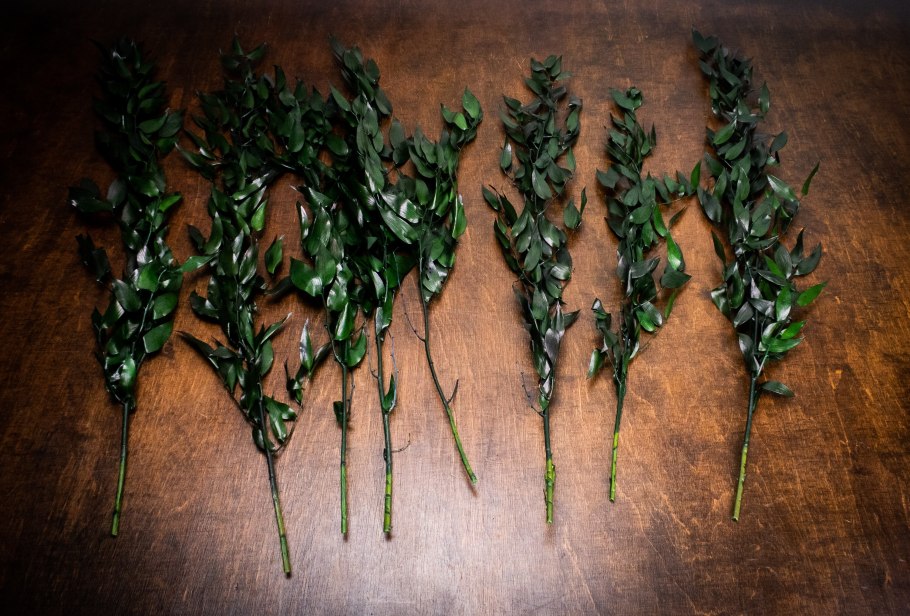 Рускус иглица размножение