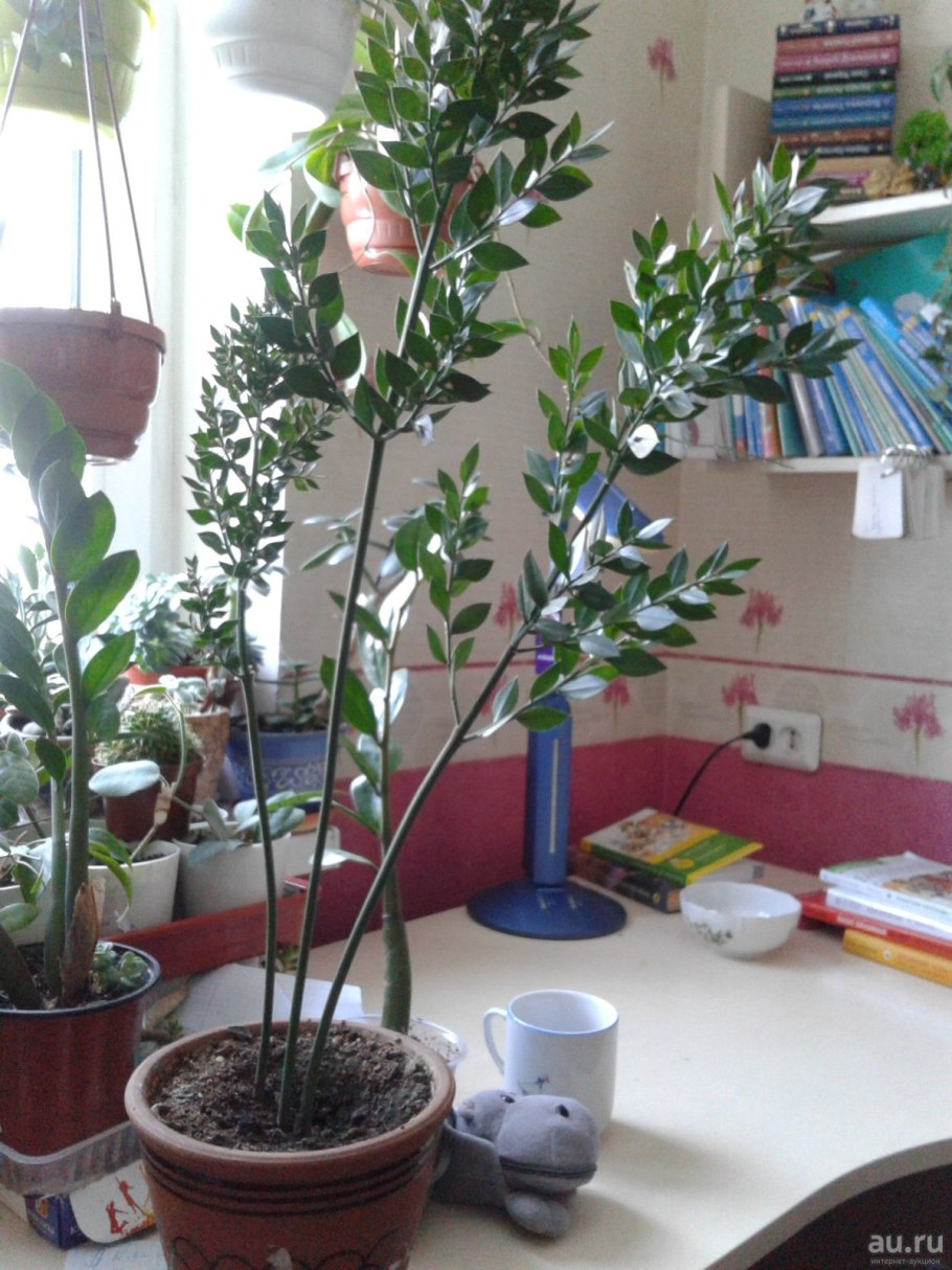 Иглица Рускус домашний цветок