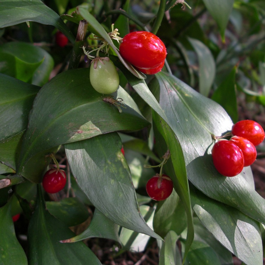 Иглица Колхидская