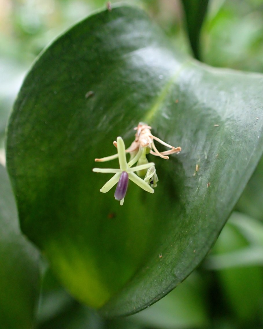 Рускус Лонг