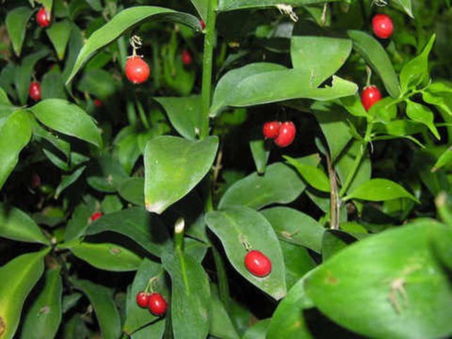 Ruscus hypophyllum