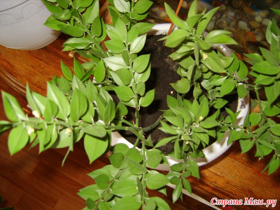 Растение иглица Колхидская