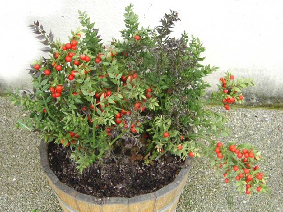 Филлокладии иглицы