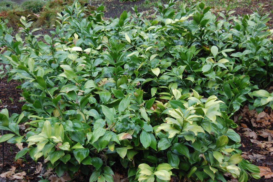 Иглица Понтийская дерево