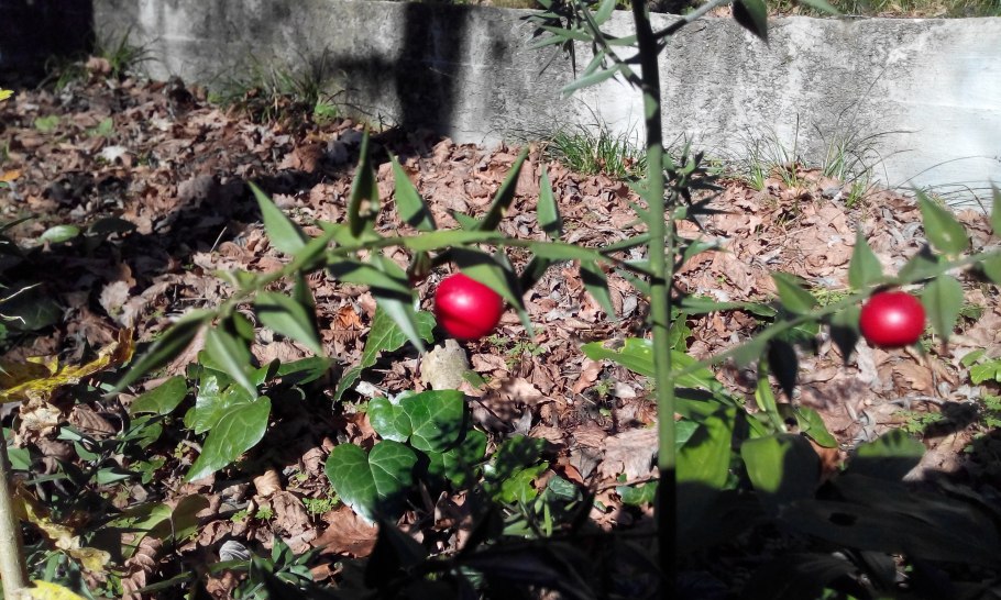 Иглица комнатное растение