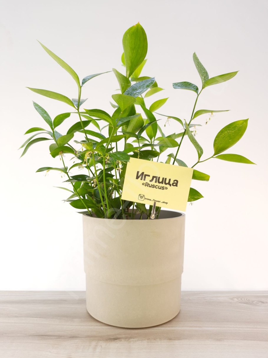 Иглица колючая