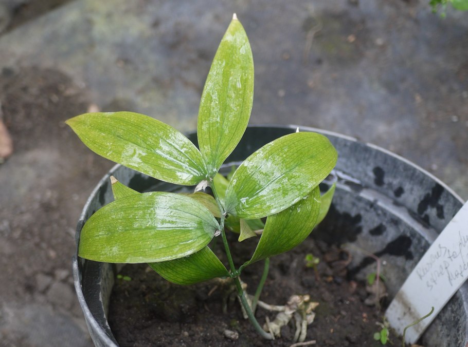 Рускус hypophyllum