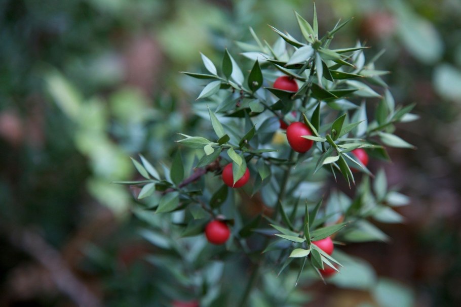 Рускус hypophyllum