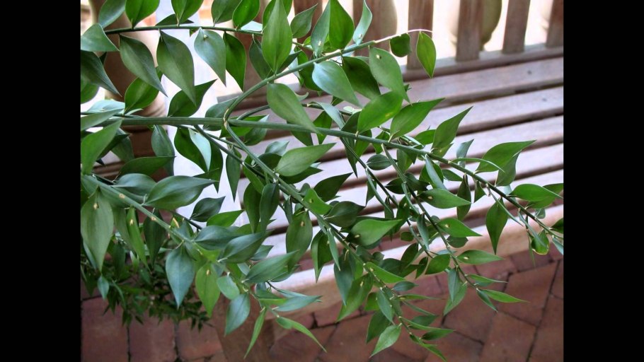 Иглица Рускус домашний цветок