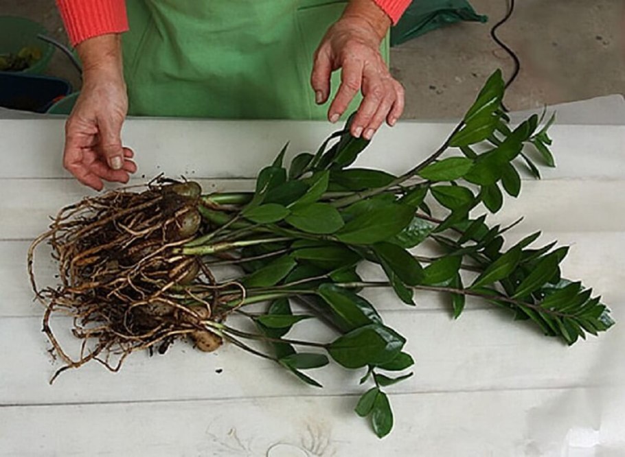 Размножение растений черенками схема