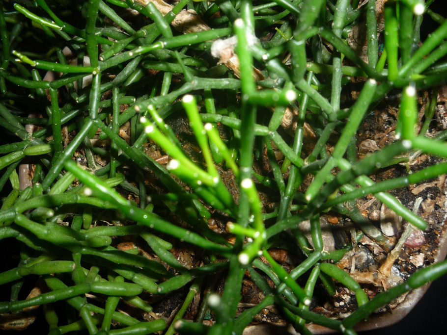 Аспарагус Шпренгера