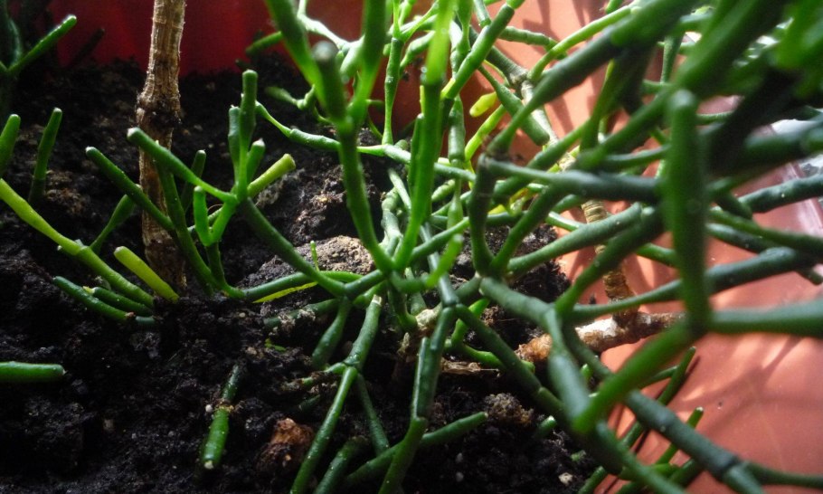 Хатиора черенкование