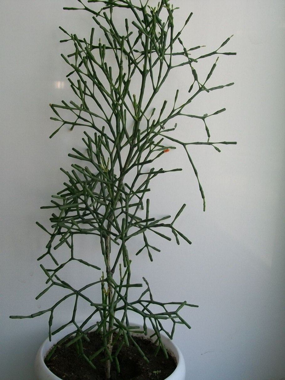 Equisetum sylvaticum