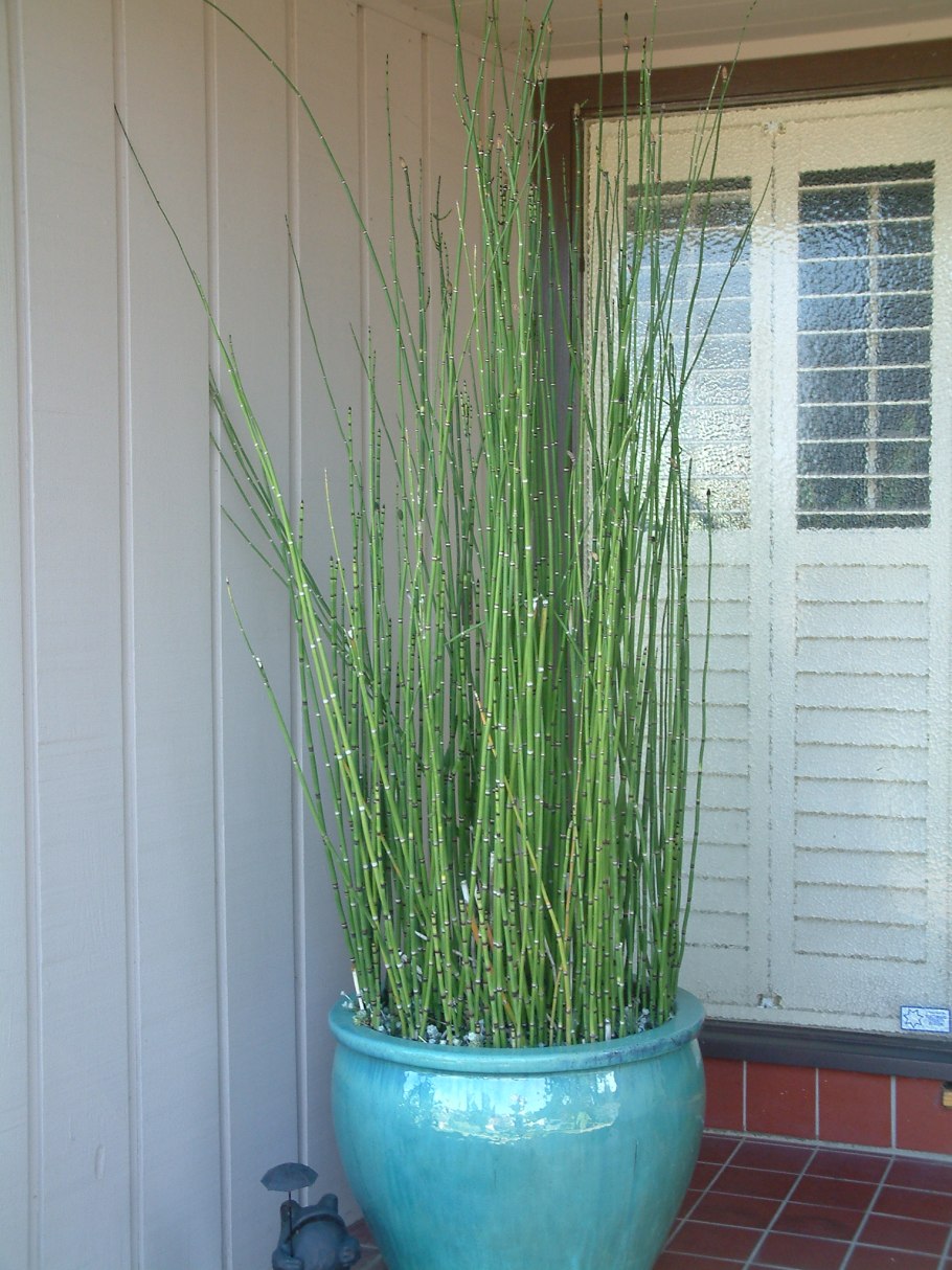 Equisetum hyemale