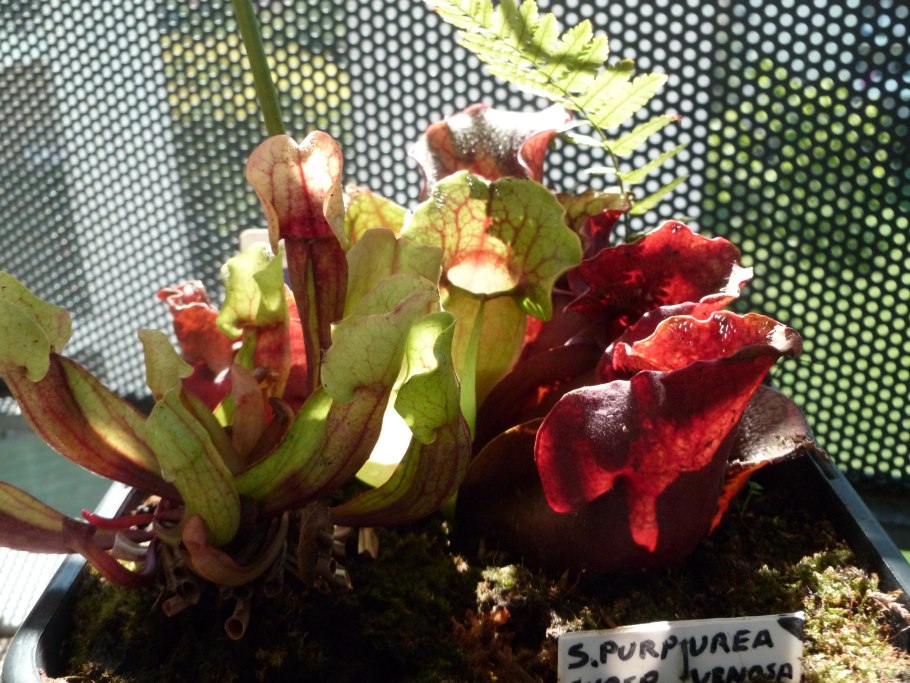 Как рассаживать саррацению