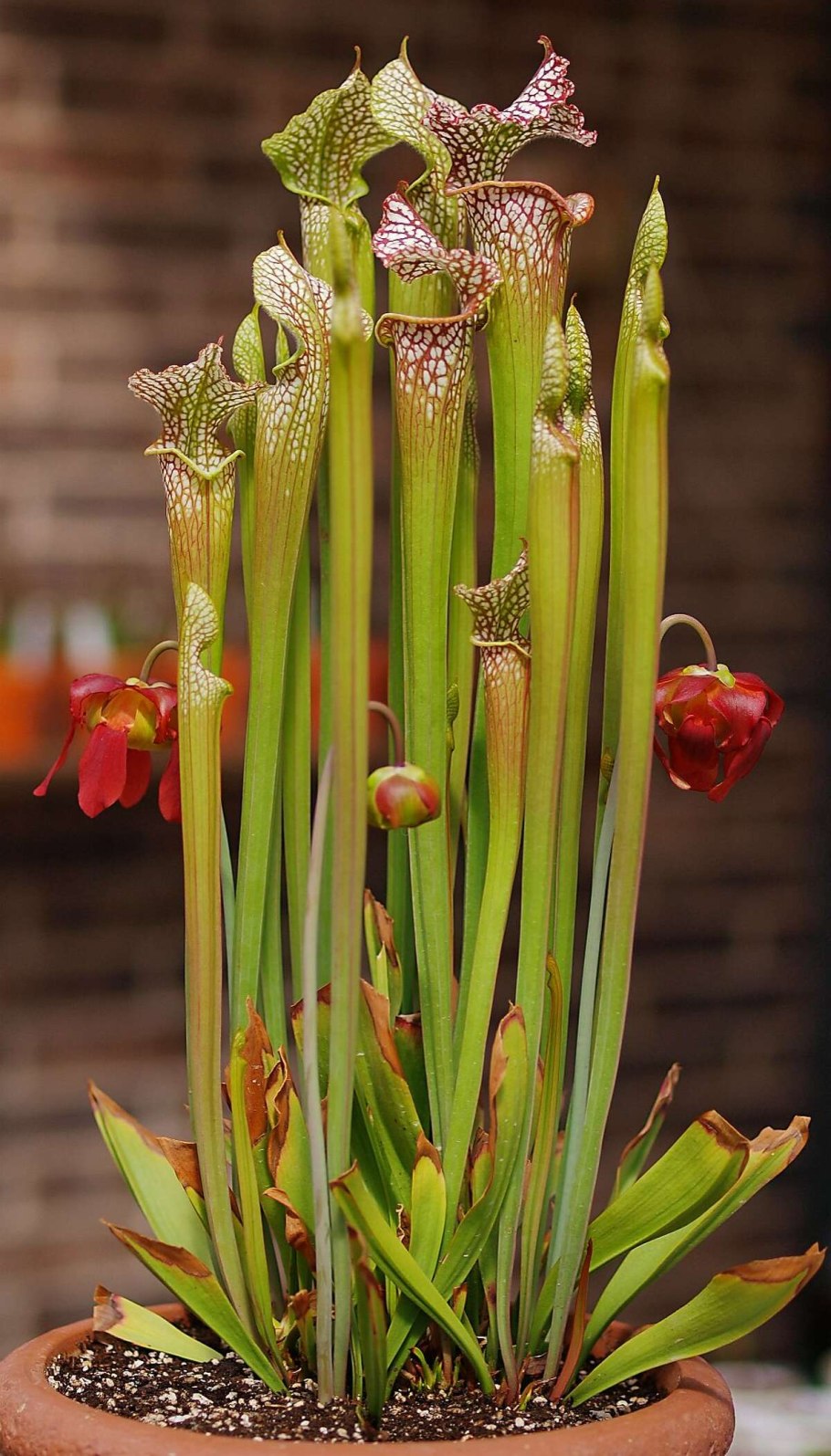 Sarracenia psittacina