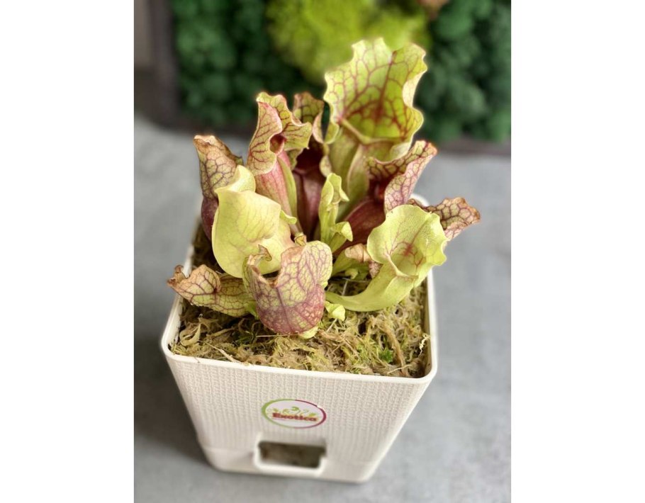 Sarracenia purpurea гомеопатия
