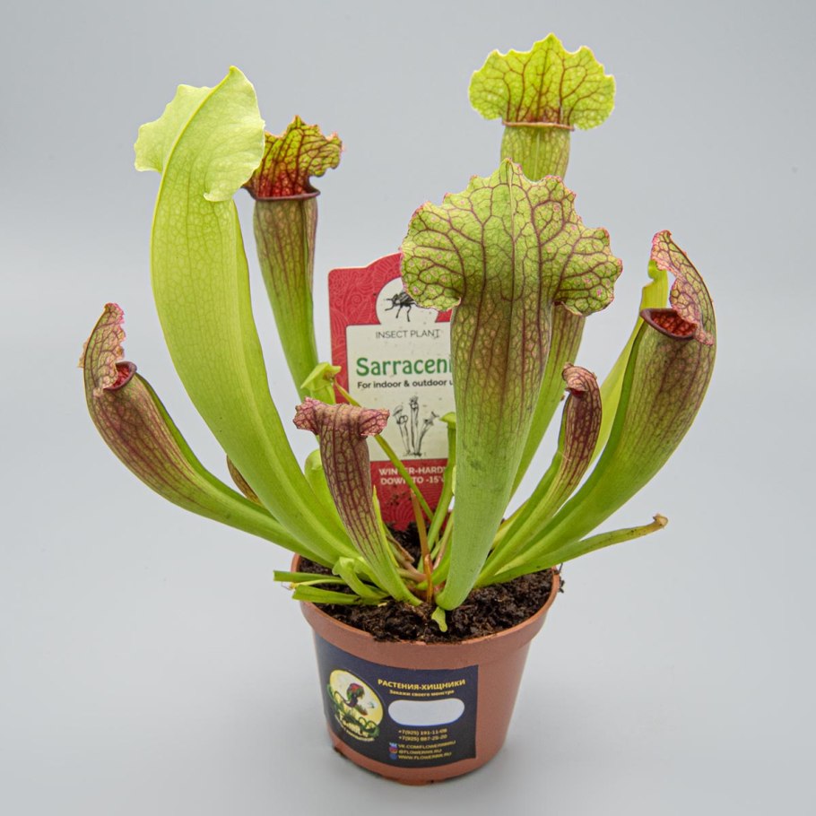 Taiga Plants from small to large