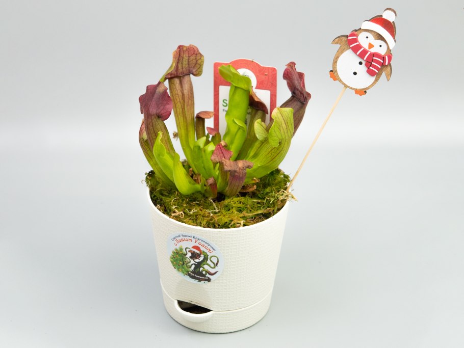 Саррацения микс