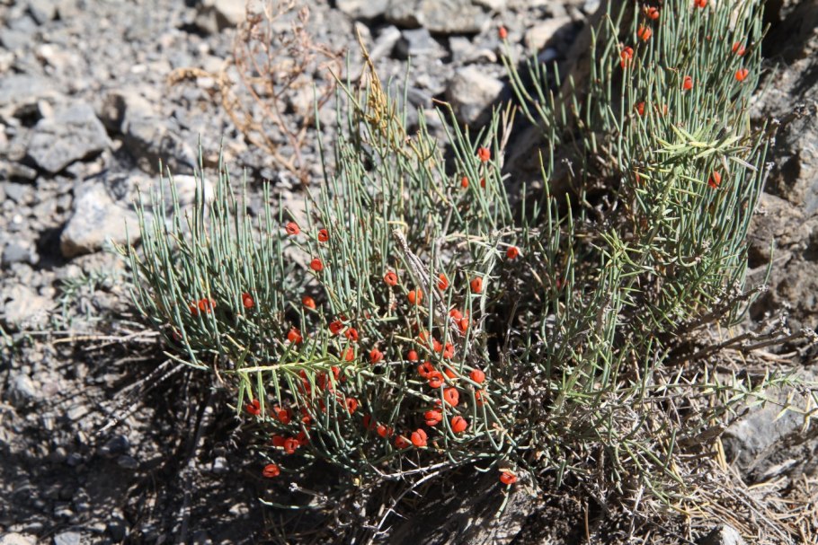 Хвойник двухколосковый Ephedra distachya