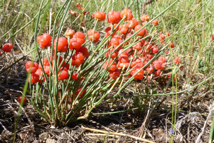 Эфедра хвощевая (Ephedra distachya)