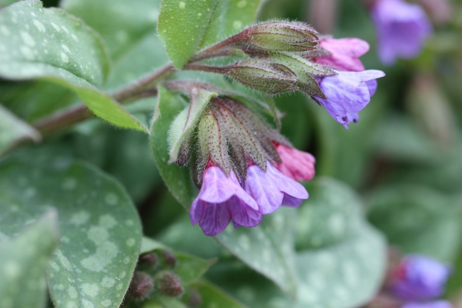 Медуница сахарная Pulmonaria saccharata