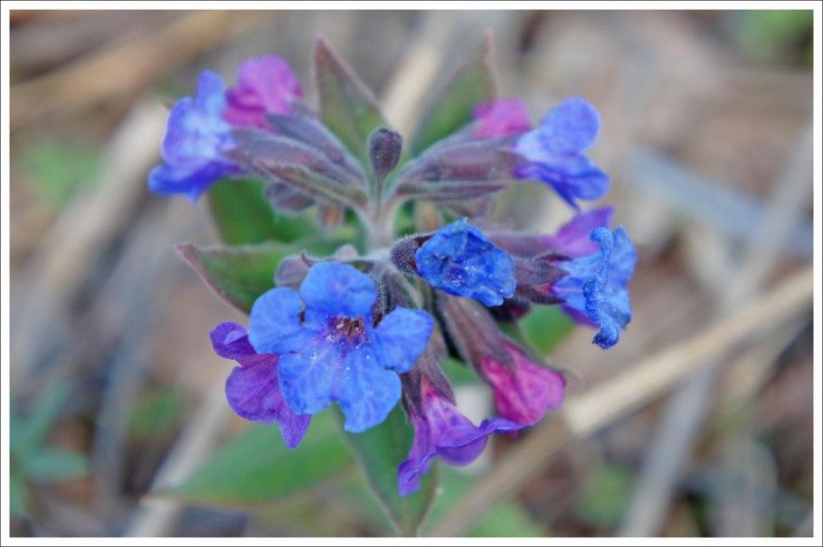 Медуница Распберри Сплэш Pulmonaria Raspberry Splash