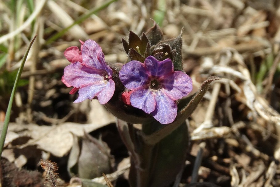 Pulmonaria Montana
