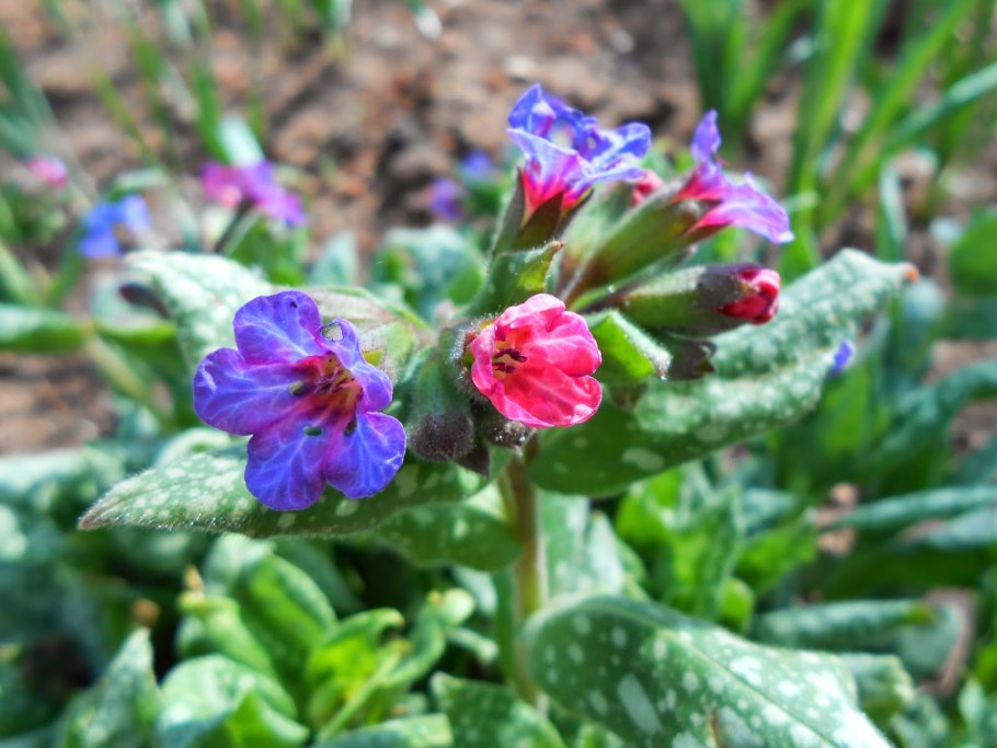 Медуница Pulmonaria officinalis