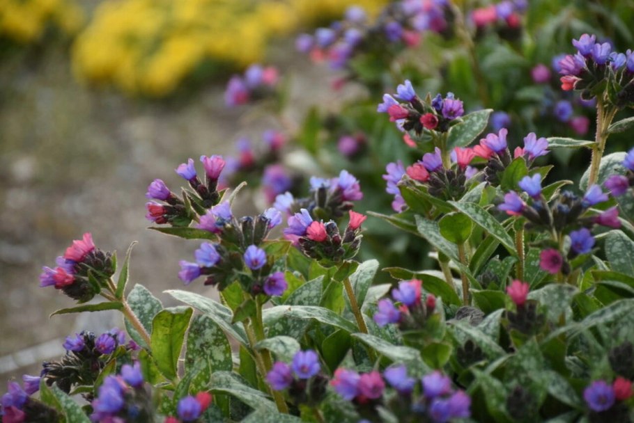 Медуница Pulmonaria officinalis