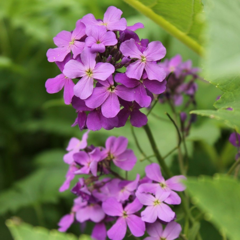 Летучая мышь Пенза