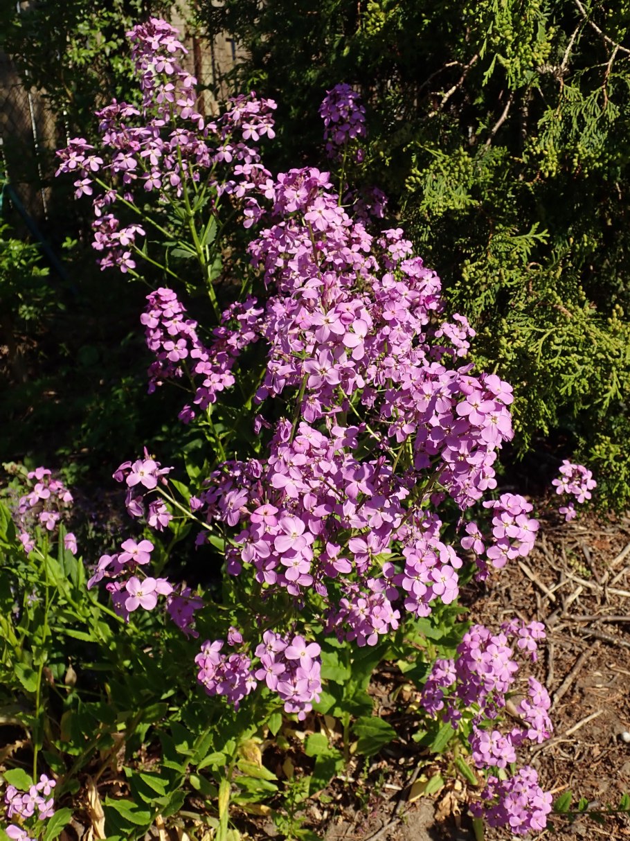 Хесперис вечерница Матроны