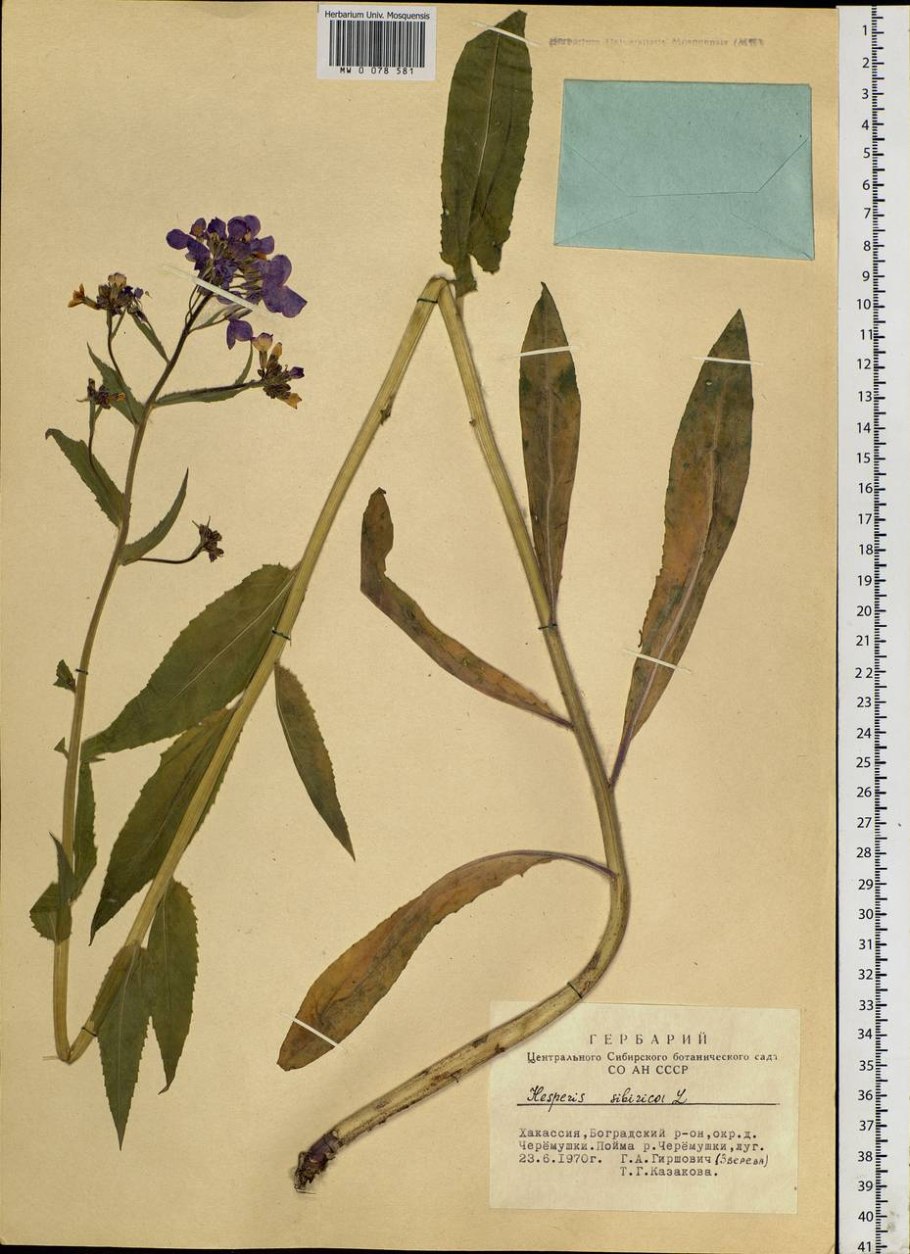 Вечерница Сибирская Ботаническая иллюстрация